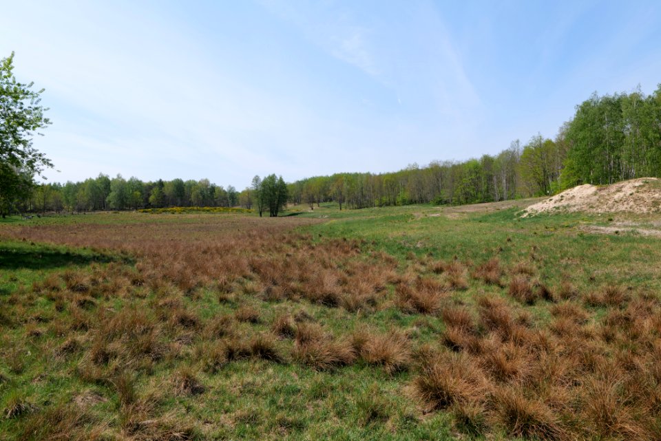 Döberitzer Heide open landscape 2020-05-08 58