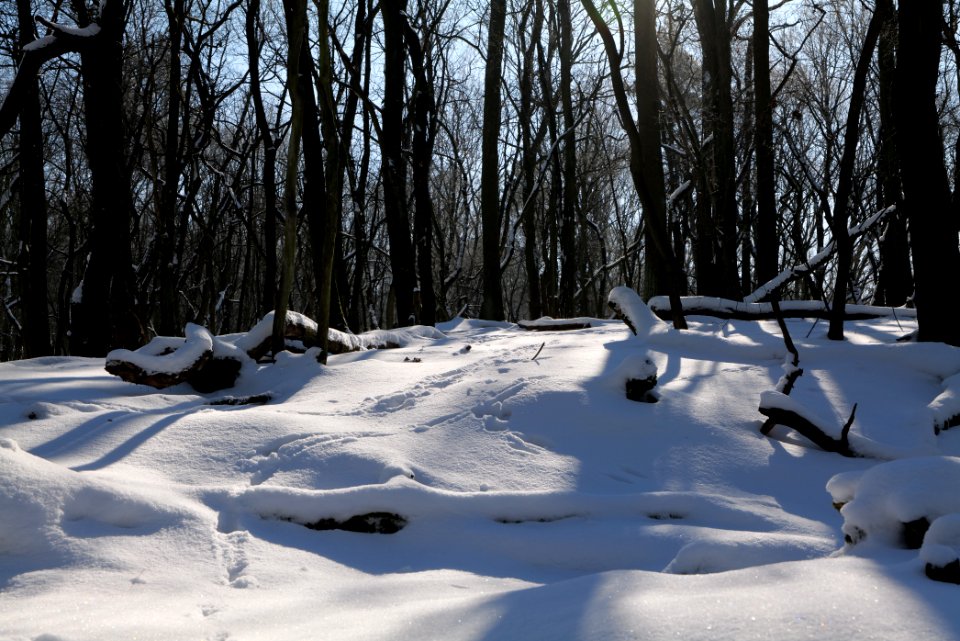Döberitzer Heide with snow 2021-02-14 165