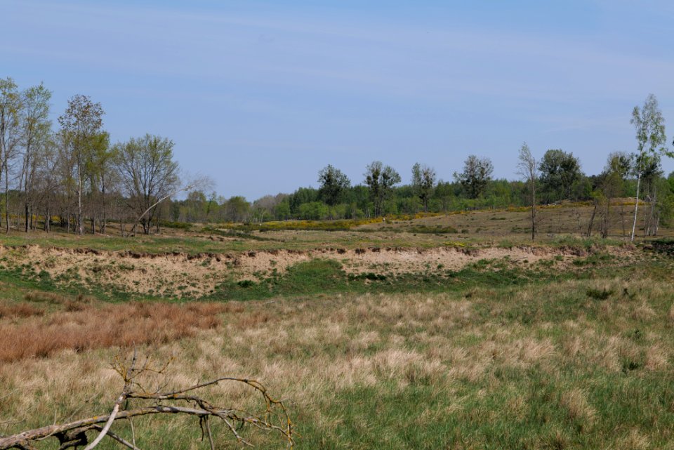 Döberitzer Heide open landscape 2020-05-08 53