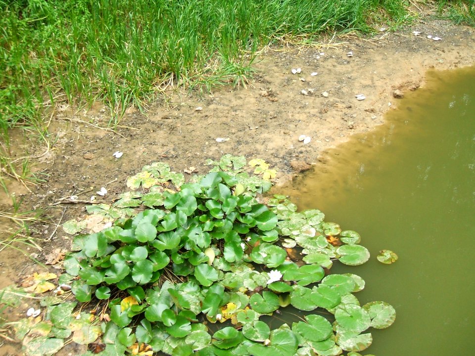 Dümmelbach unterer Fischteich Teichmuscheln