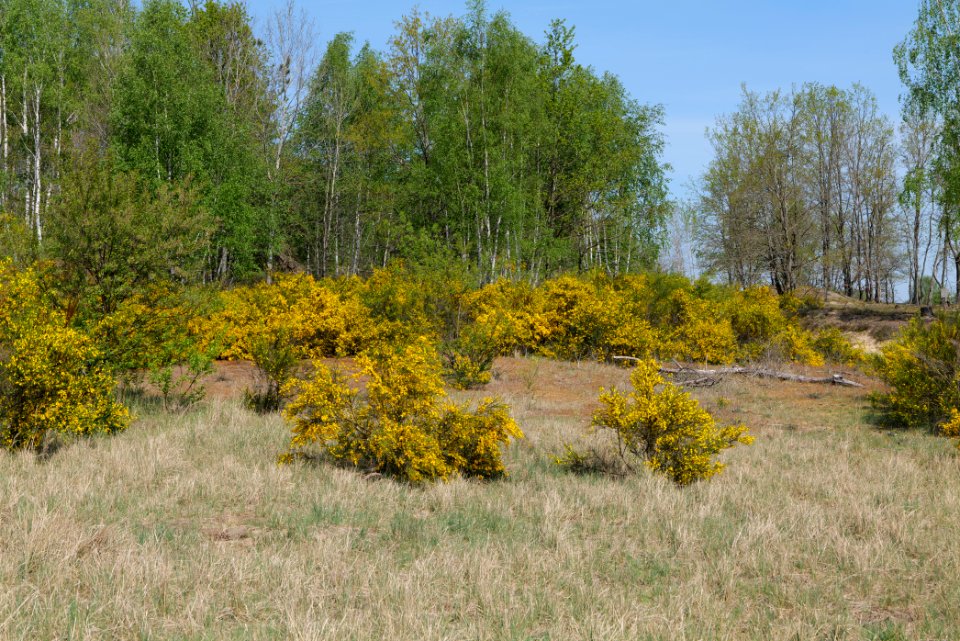 Döberitzer Heide open landscape 2020-05-08 68