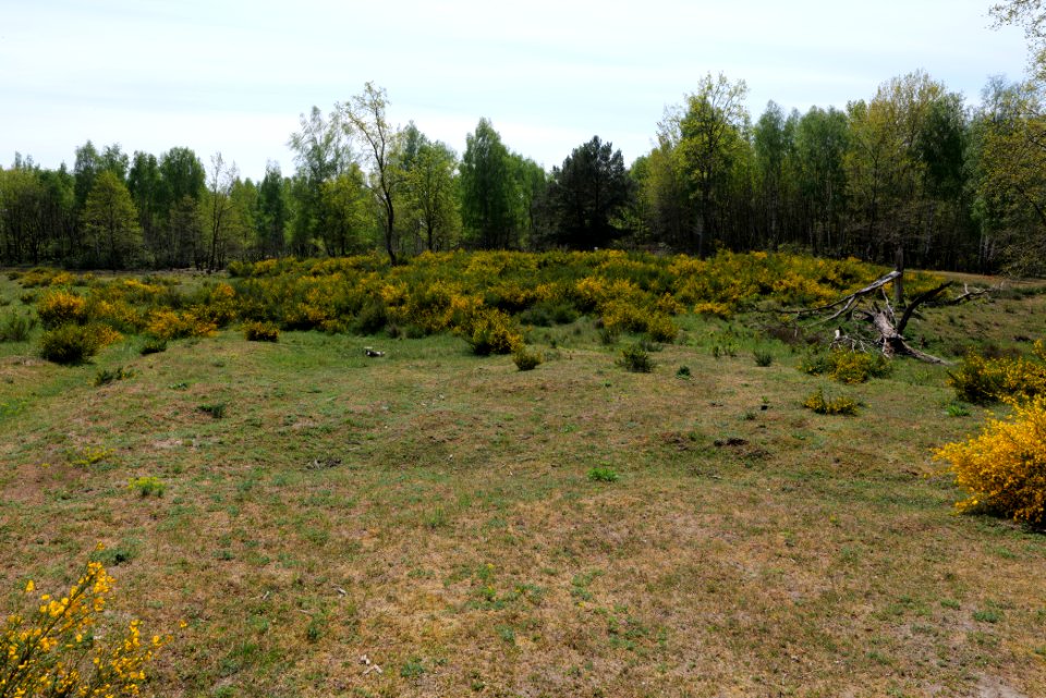 Döberitzer Heide open landscape 2020-05-08 86