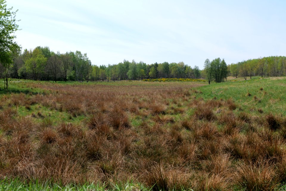 Döberitzer Heide open landscape 2020-05-08 64
