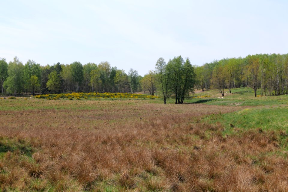 Döberitzer Heide open landscape 2020-05-08 56