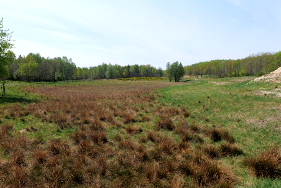 Döberitzer Heide open landscape 2020-05-08 66