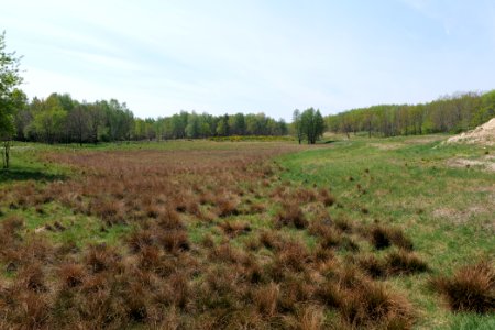 Döberitzer Heide open landscape 2020-05-08 66