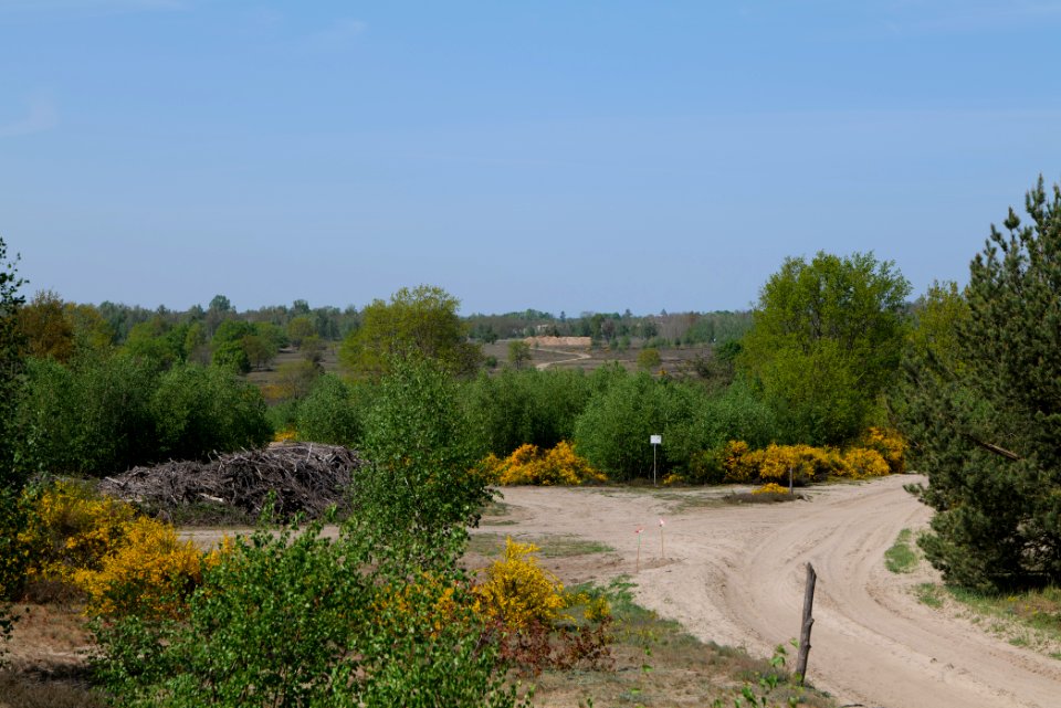 Döberitzer Heide open landscape 2020-05-08 181