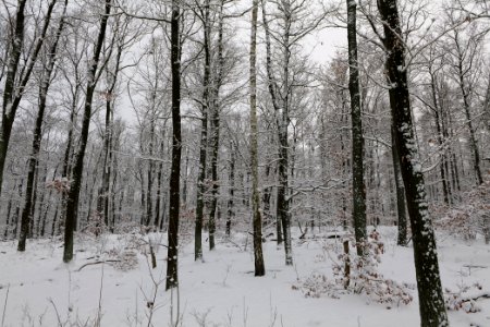 Düppeler Forst south of Königstraße with snow 2021-01-30 26