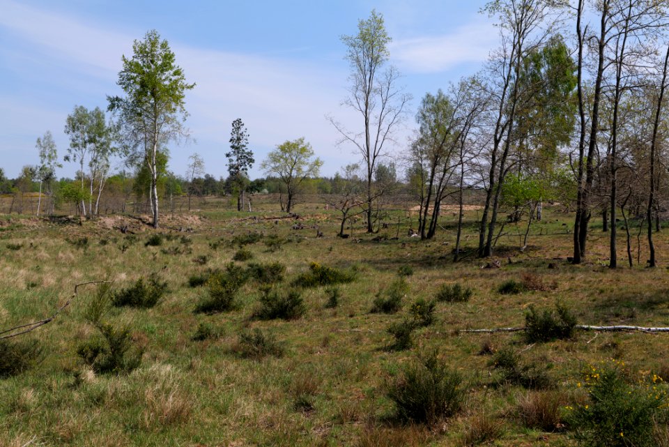 Döberitzer Heide open landscape 2020-05-08 54