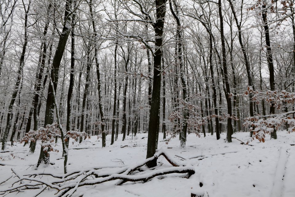 Düppeler Forst south of Königstraße with snow 2021-01-30 18