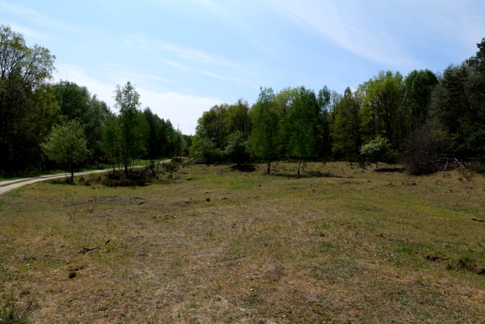 Döberitzer Heide open landscape 2020-05-08 154