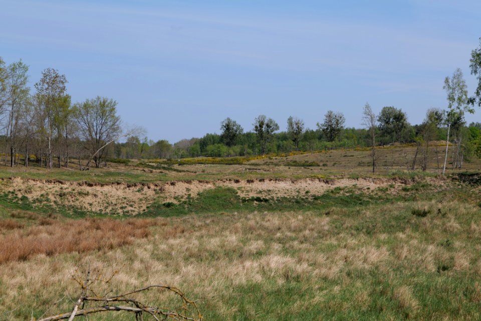 Döberitzer Heide open landscape 2020-05-08 51