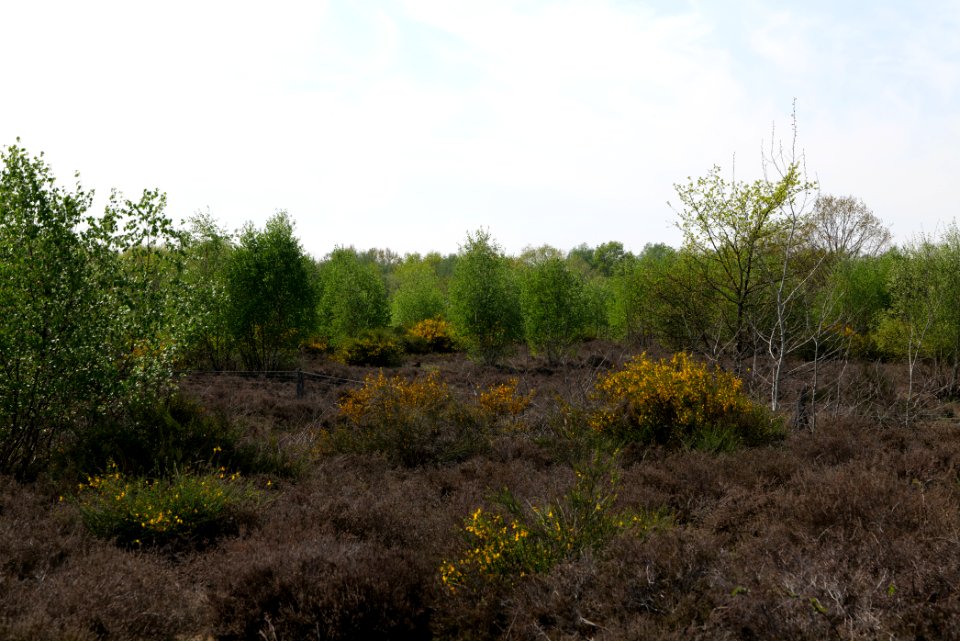 Döberitzer Heide open landscape 2020-05-08 171