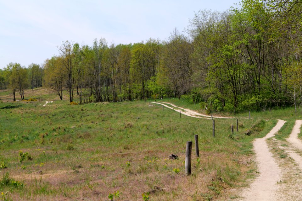 Döberitzer Heide open landscape 2020-05-08 73