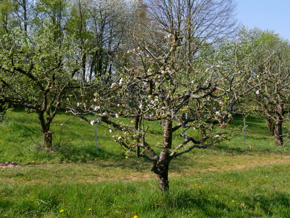 Dülmener Rosenapfel Freilichtmuseum Roscheider Hof Ganzer Baum H4