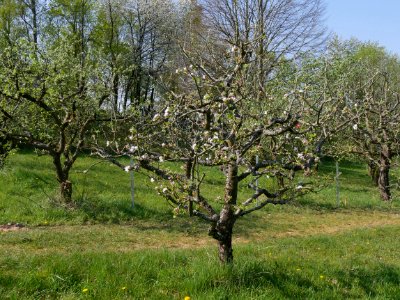 Dülmener Rosenapfel Freilichtmuseum Roscheider Hof Ganzer Baum H4
