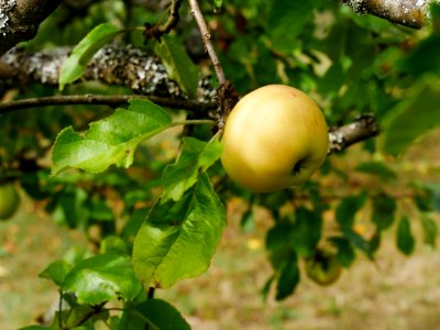 Dülmener Rosenapfel Freilichtmuseum Roscheider Hof Frucht H7