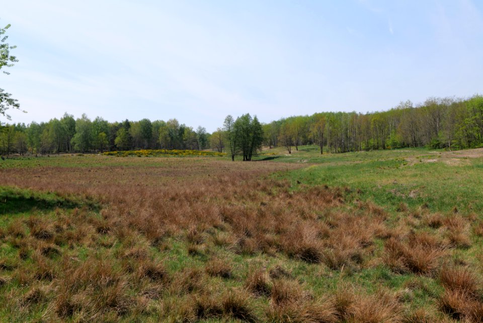 Döberitzer Heide open landscape 2020-05-08 57