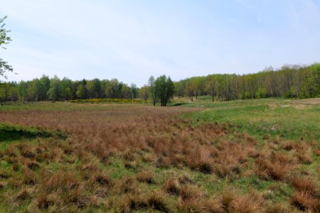 Döberitzer Heide open landscape 2020-05-08 57