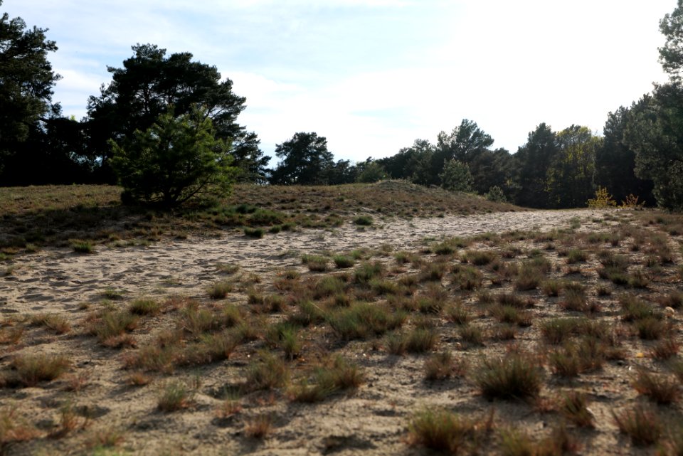 Dünen Dabendorf 2021-05-09 10