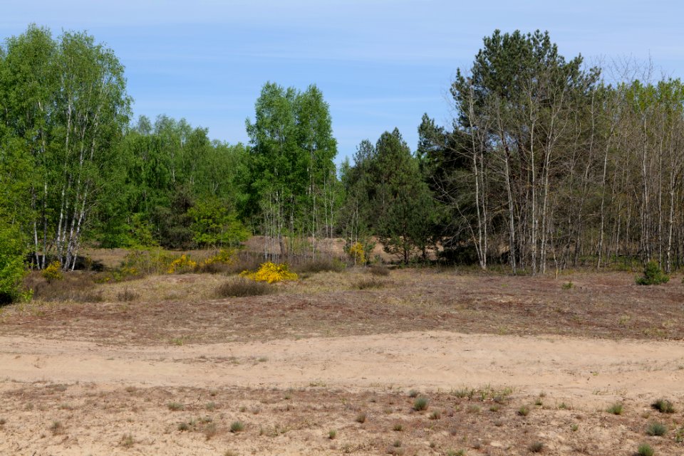 Döberitzer Heide open landscape 2020-05-08 216