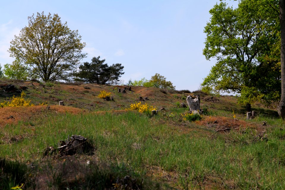 Döberitzer Heide open landscape 2020-05-08 163