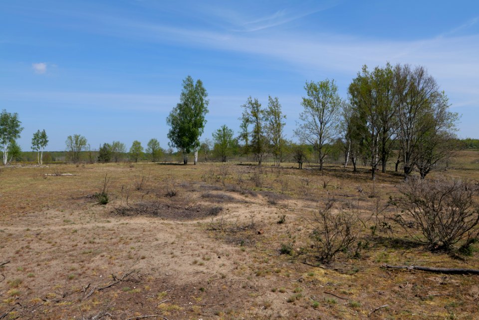 Döberitzer Heide open landscape 2020-05-08 30