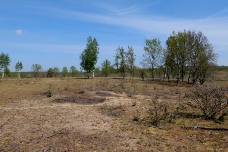 Döberitzer Heide open landscape 2020-05-08 30