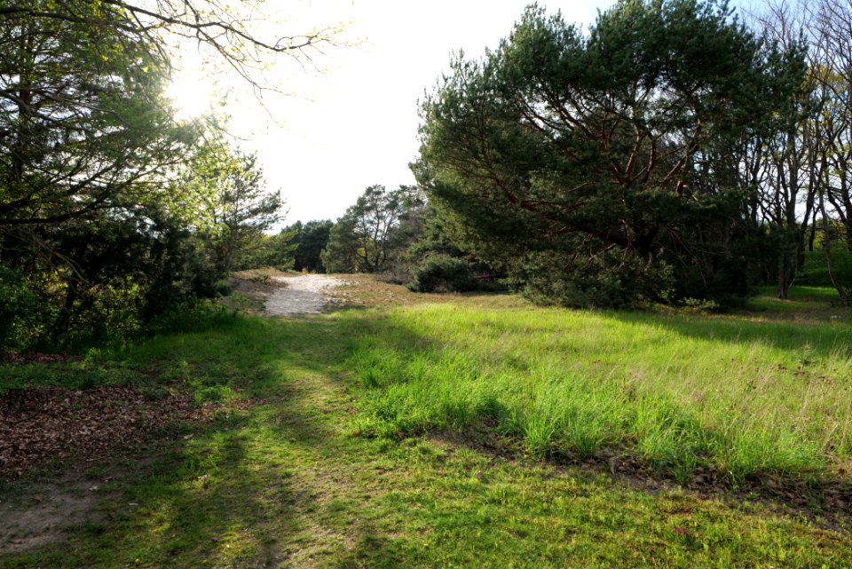 Dünen Dabendorf 2021-05-09 02