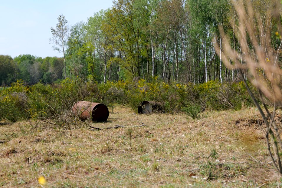 Döberitzer Heide open landscape 2020-05-08 153