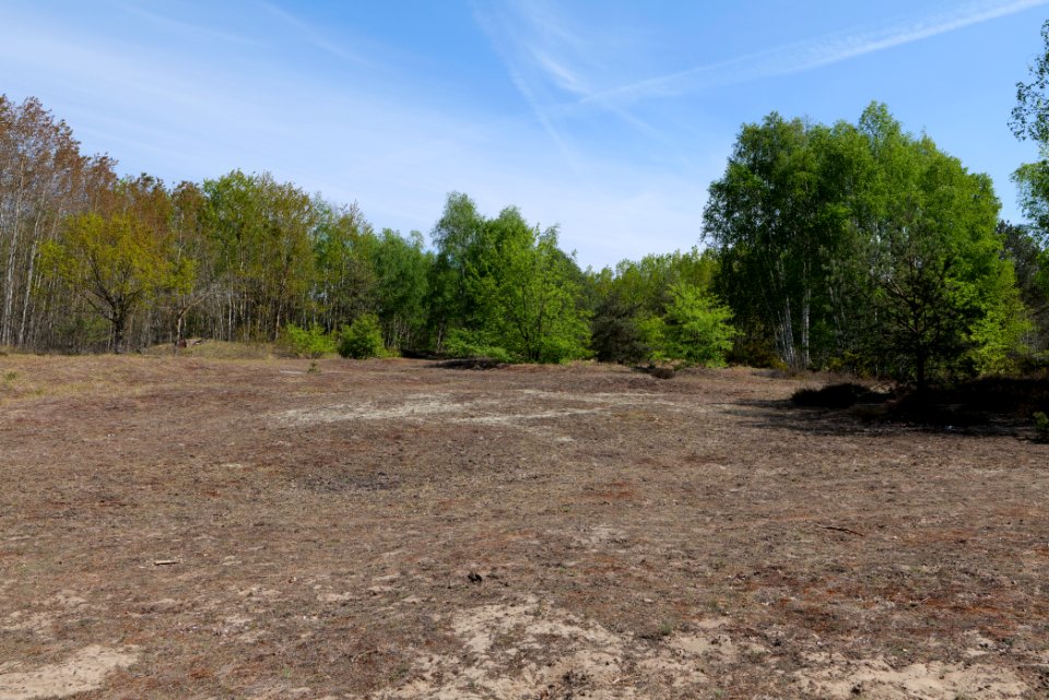 Döberitzer Heide open landscape 2020-05-08 217