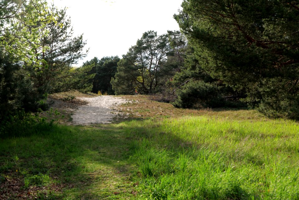 Dünen Dabendorf 2021-05-09 03
