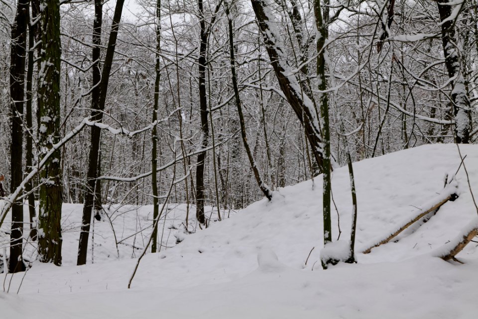 Düppeler Forst south of Königstraße with snow 2021-01-30 17