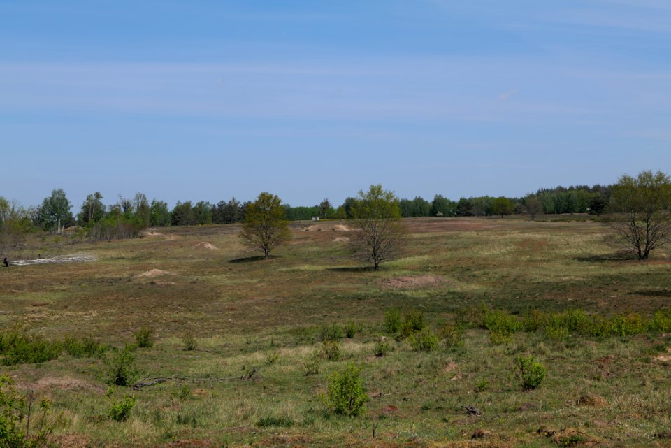 Döberitzer Heide open landscape 2020-05-08 15