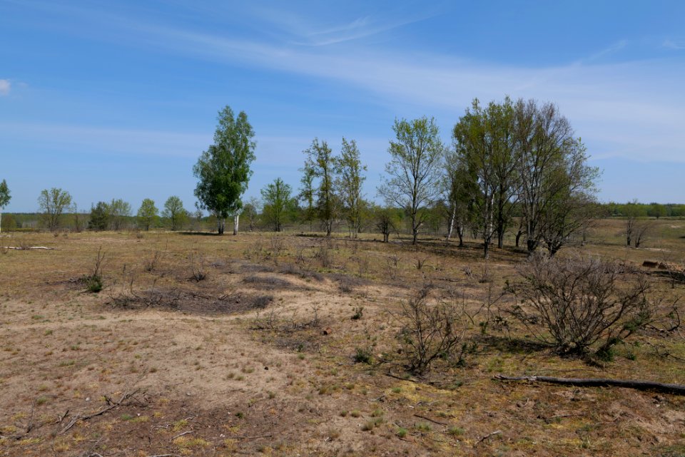 Döberitzer Heide open landscape 2020-05-08 31