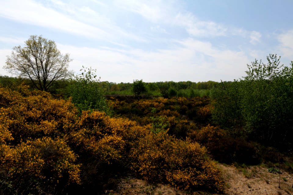 Döberitzer Heide open landscape 2020-05-08 173
