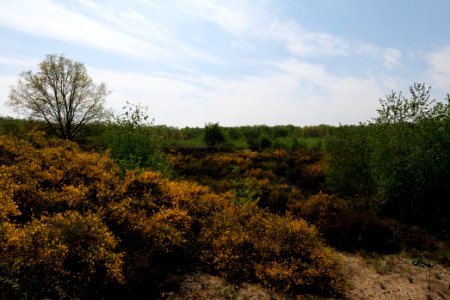Döberitzer Heide open landscape 2020-05-08 173