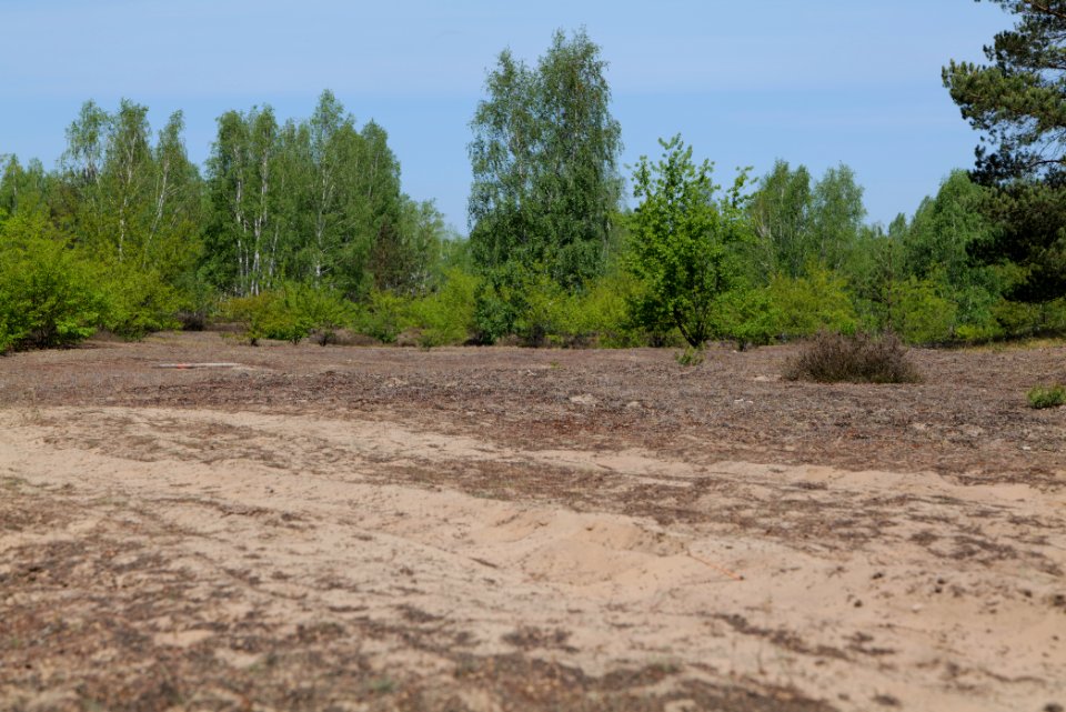 Döberitzer Heide open landscape 2020-05-08 221
