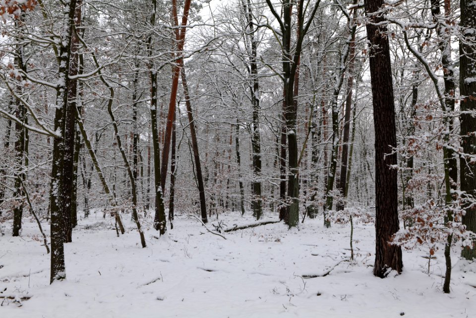 Düppeler Forst south of Königstraße with snow 2021-01-30 11