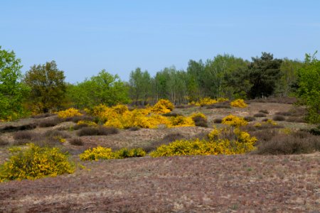 Döberitzer Heide open landscape 2020-05-08 164