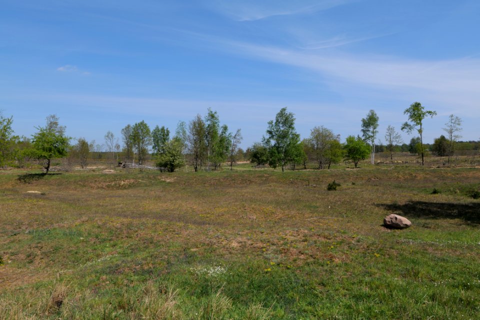 Döberitzer Heide open landscape 2020-05-08 40