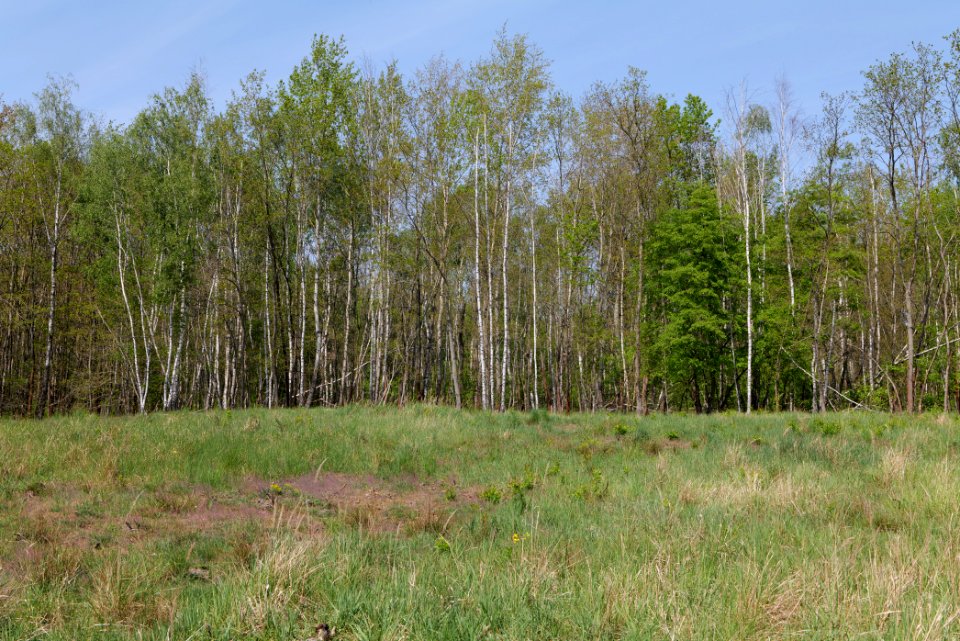 Döberitzer Heide open landscape 2020-05-08 85