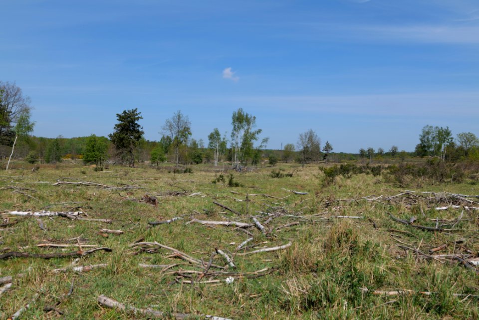 Döberitzer Heide open landscape 2020-05-08 34