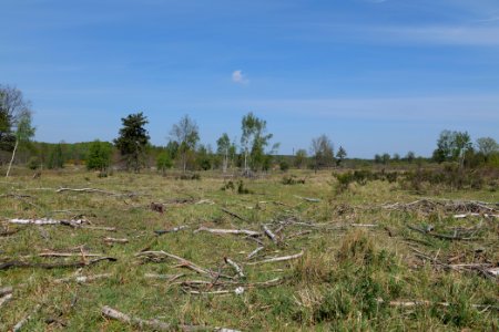 Döberitzer Heide open landscape 2020-05-08 34