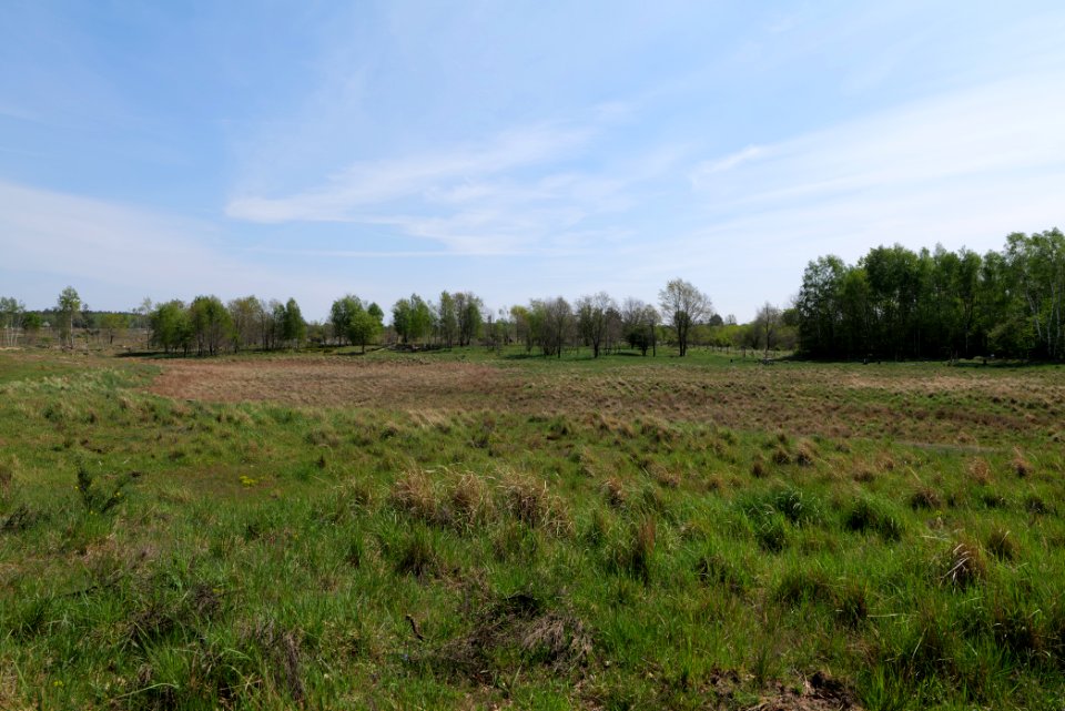 Döberitzer Heide open landscape 2020-05-08 80