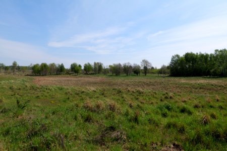 Döberitzer Heide open landscape 2020-05-08 80