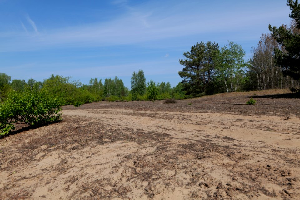 Döberitzer Heide open landscape 2020-05-08 223