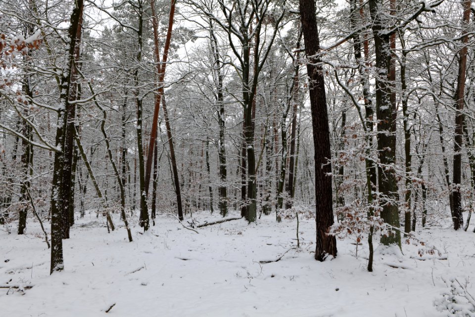 Düppeler Forst south of Königstraße with snow 2021-01-30 10