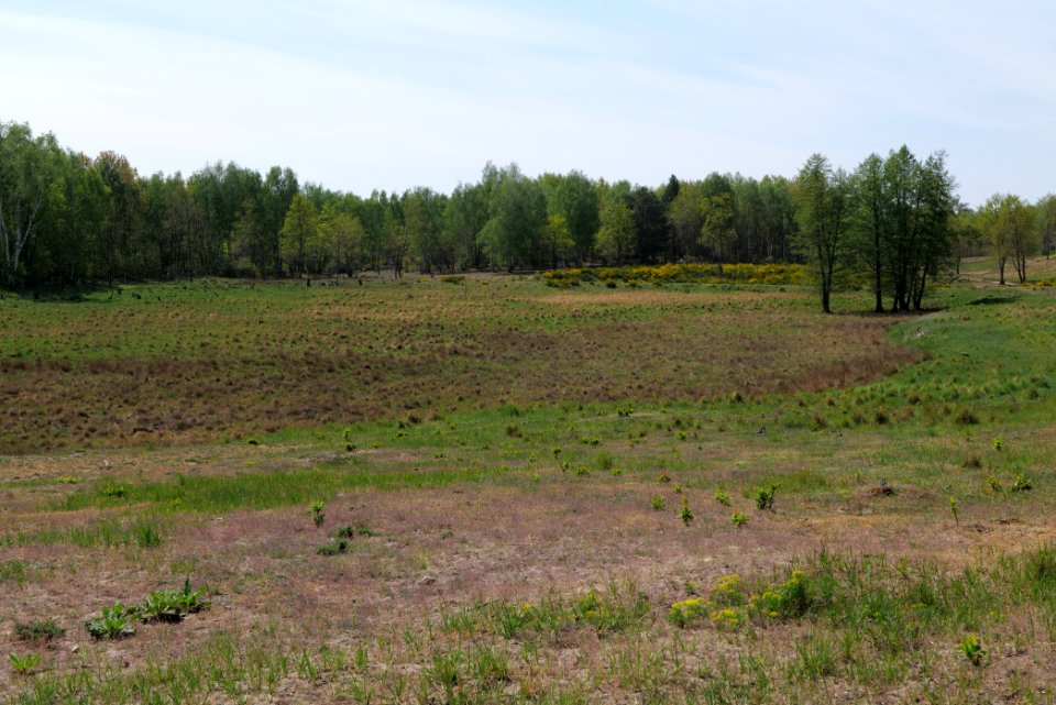 Döberitzer Heide open landscape 2020-05-08 77