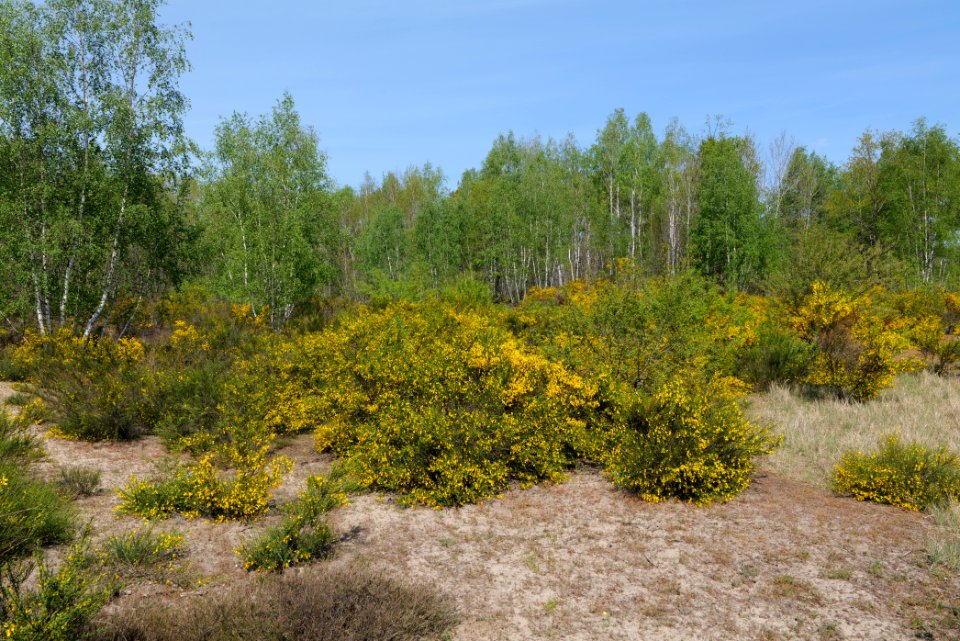 Döberitzer Heide open landscape 2020-05-08 71
